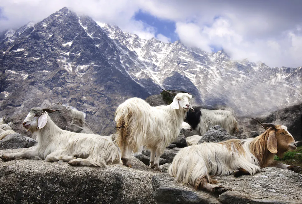 những chú cừu cashmere sống trên núi cao himalaya là nguồn cung len cashmere chính