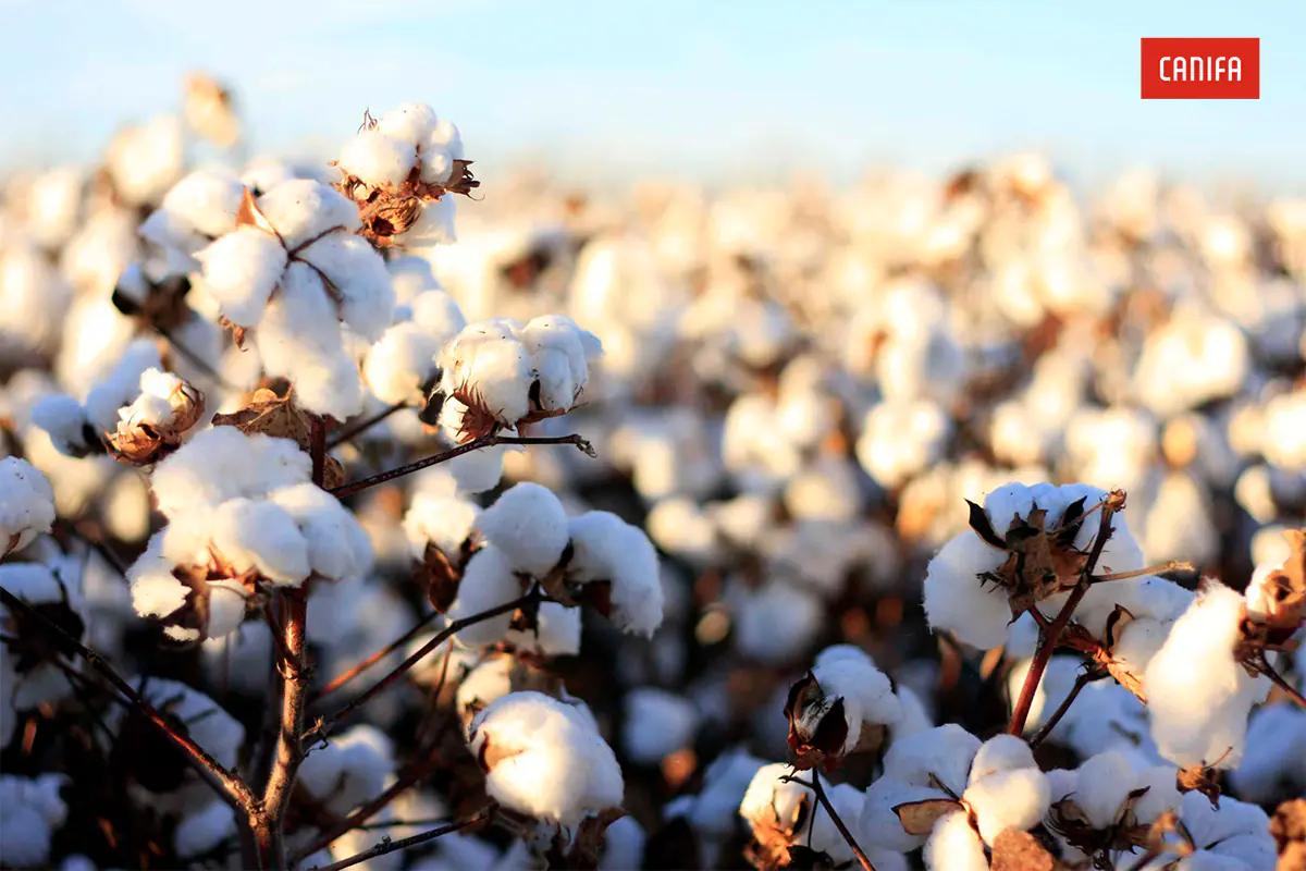 Cây bông trong sản xuất vải cotton